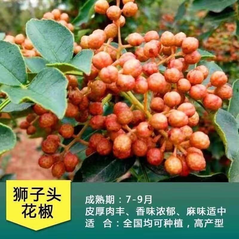 花椒苗大红袍花椒苗狮子头花椒苗无刺花椒苗