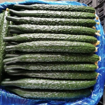 产地直销，精品密刺黄瓜，代发全国大量供应诚信经营合作共赢