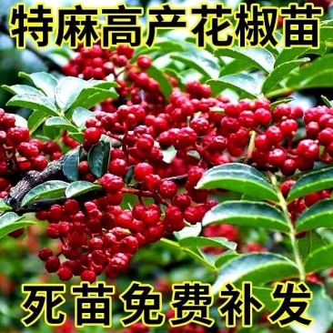 大红袍花椒苗一年生大红袍花椒苗批发