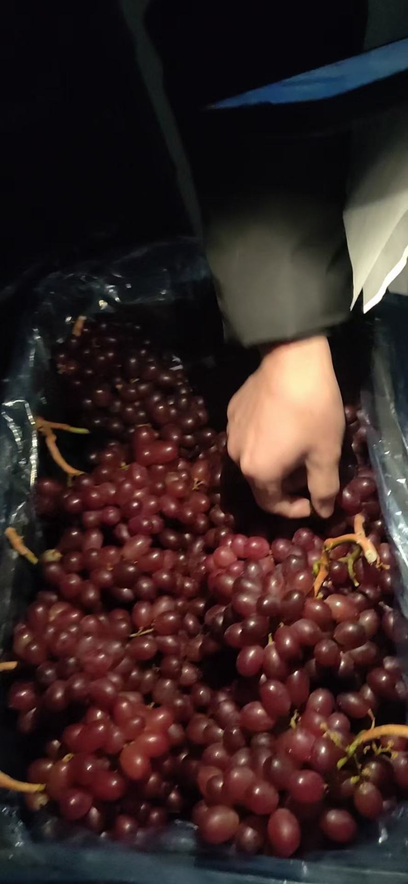 克伦生葡萄