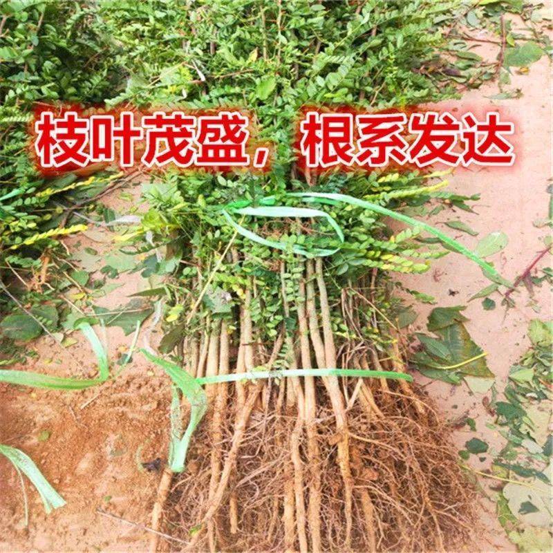 皂角苗大刺皂角苗药用皂角苗一年皂角苗