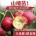 大金星山楂苗嫁接优质苗个头大南北方种植包成活包结果
