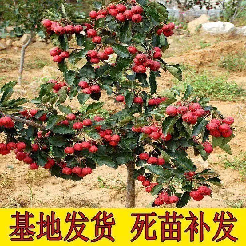 大金星山楂苗嫁接优质苗个头大南北方种植包成活包结果