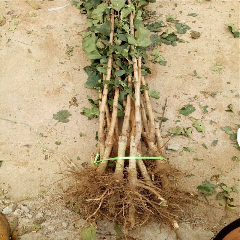 大金星山楂苗嫁接优质苗个头大南北方种植包成活包结果