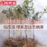 大金星山楂苗嫁接优质苗个头大南北方种植包成活包结果