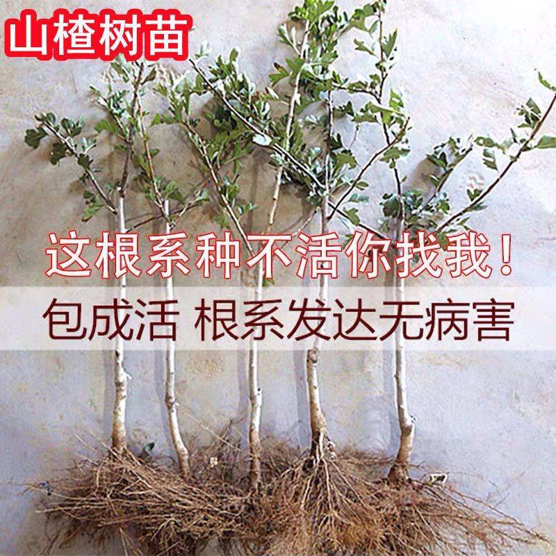 大金星山楂苗嫁接优质苗个头大南北方种植包成活包结果