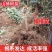 大金星山楂苗嫁接优质苗个头大南北方种植包成活包结果