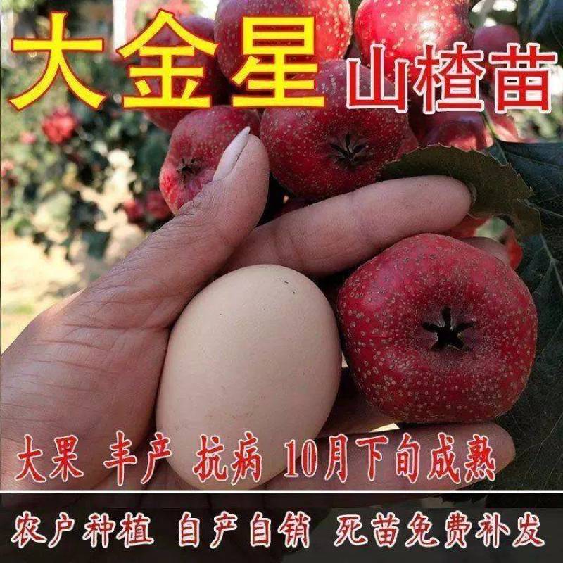 大金星山楂苗嫁接优质苗个头大南北方种植包成活包结果