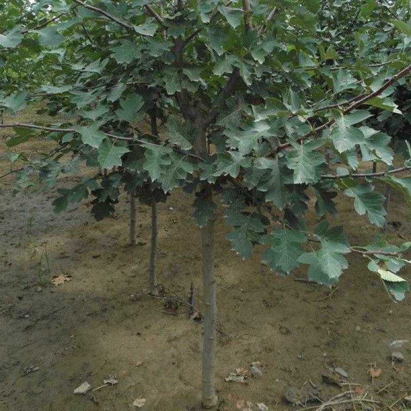大金星山楂苗嫁接优质苗个头大南北方种植包成活包结果
