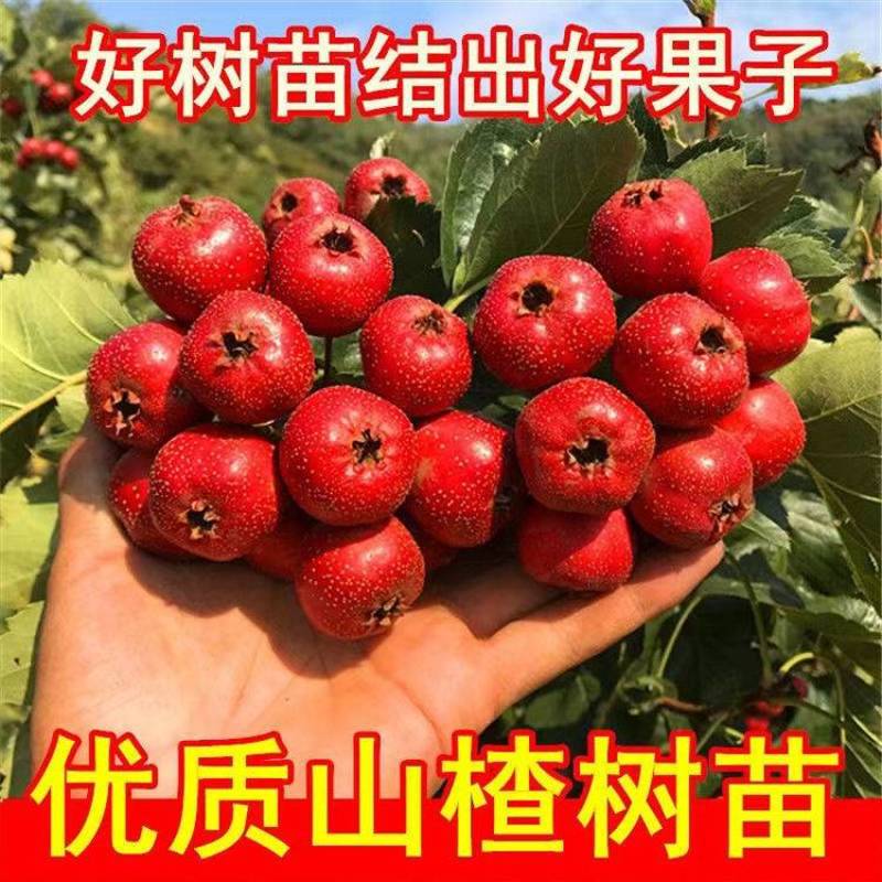 大金星山楂苗嫁接优质苗个头大南北方种植包成活包结果