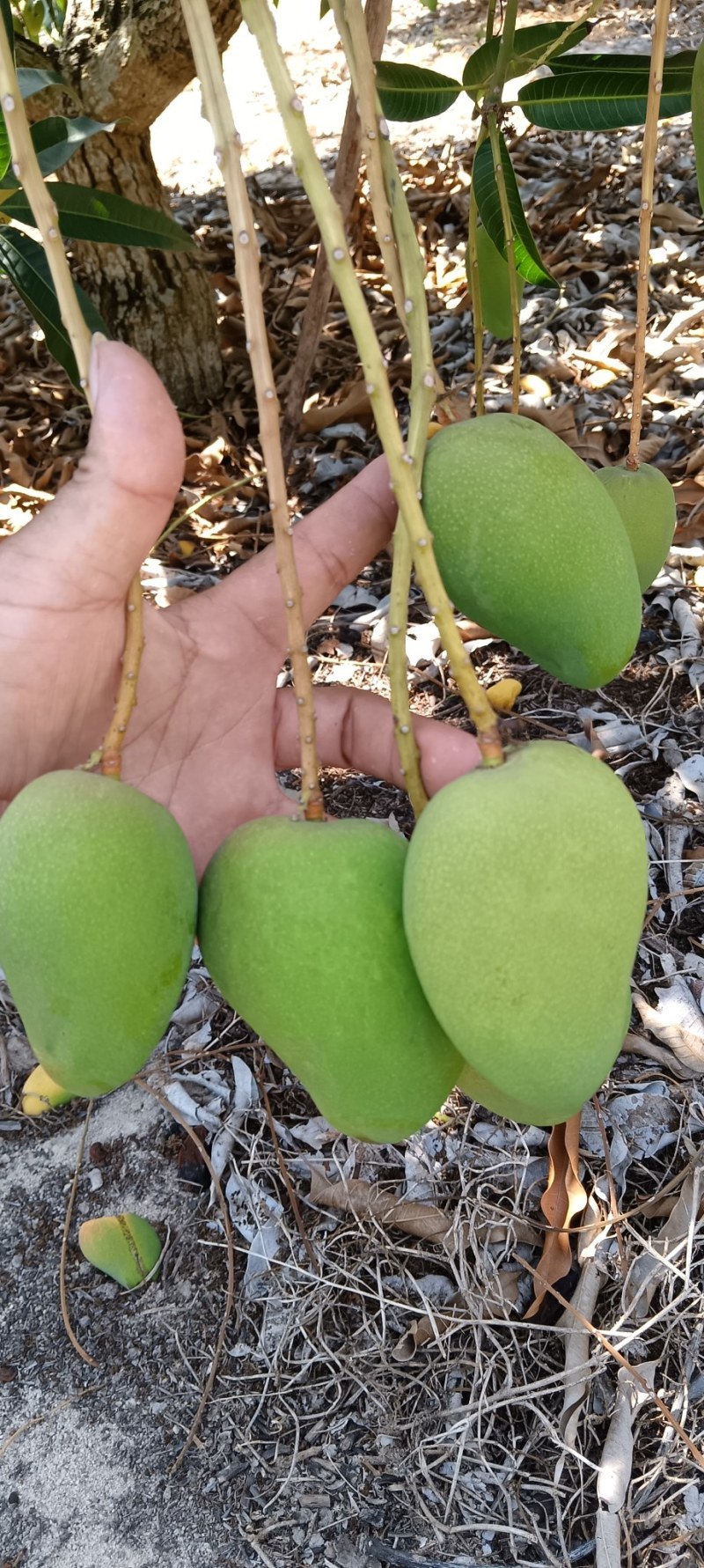西安货小台芒认准小目标