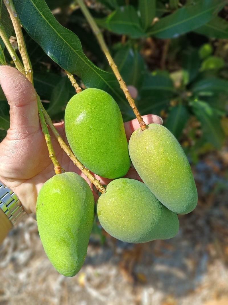 西安货小台芒认准小目标