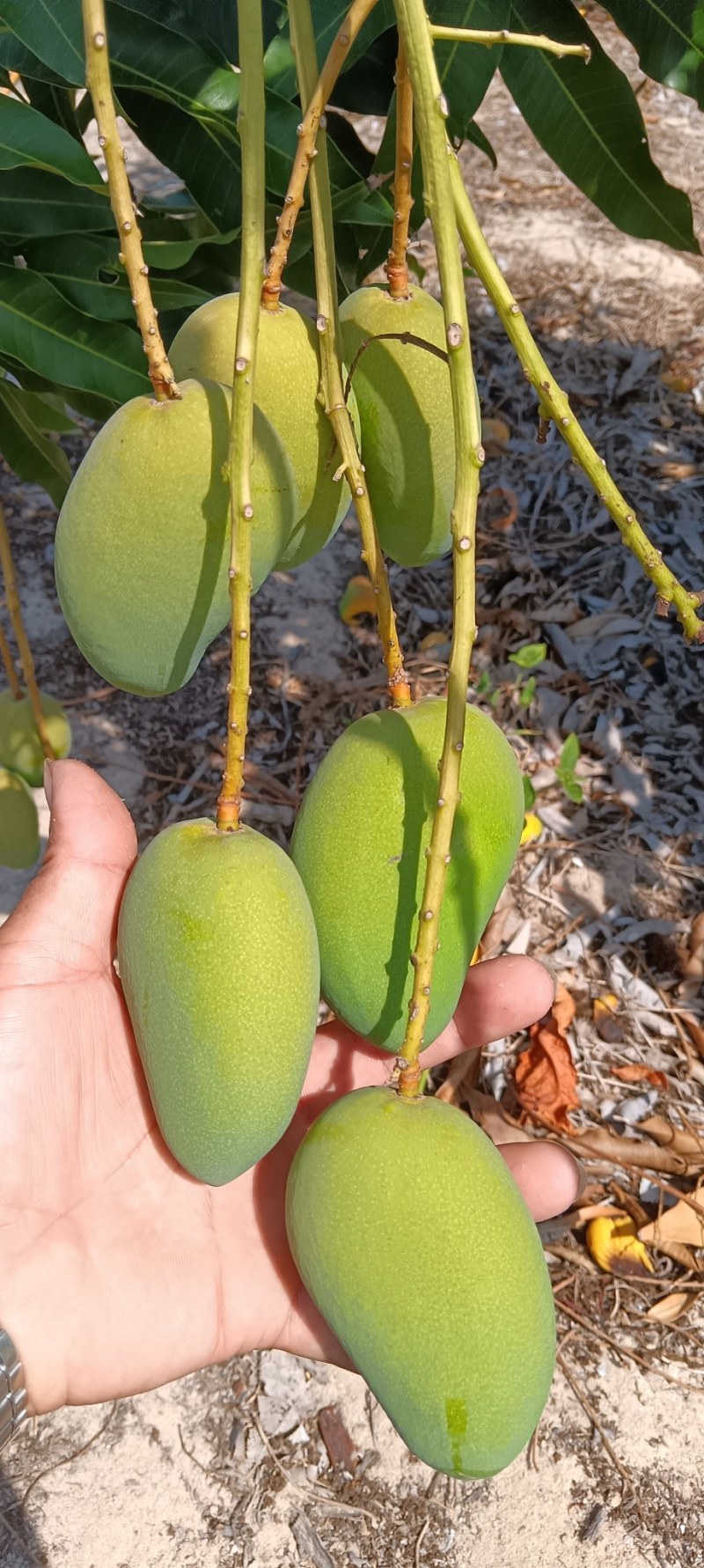 西安货小台芒认准小目标
