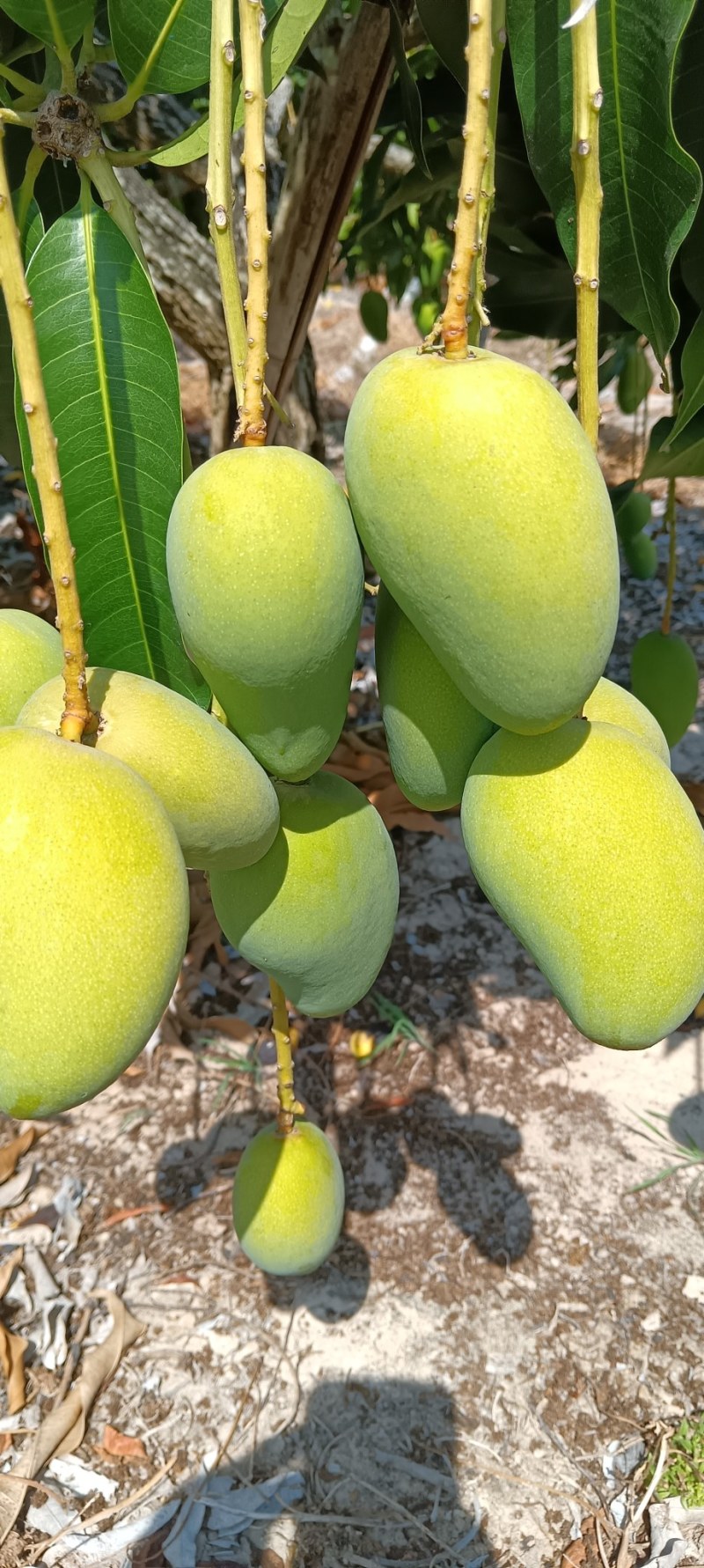 西安货小台芒认准小目标