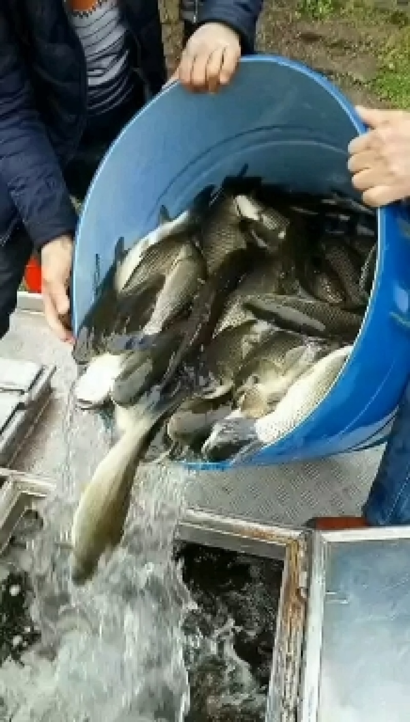 鱼