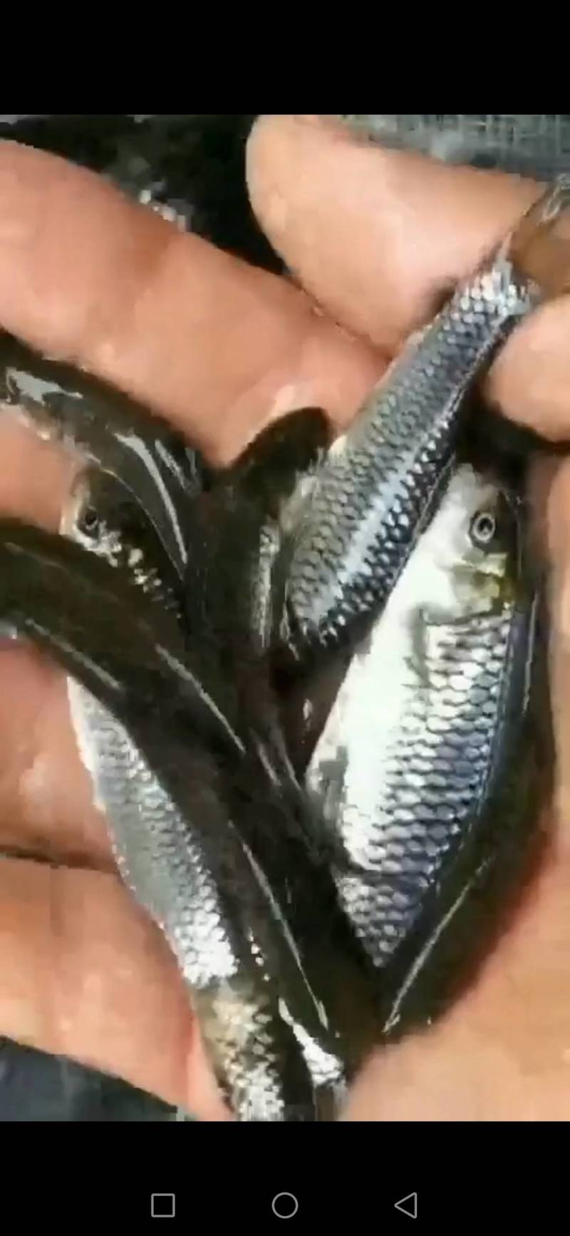 鱼