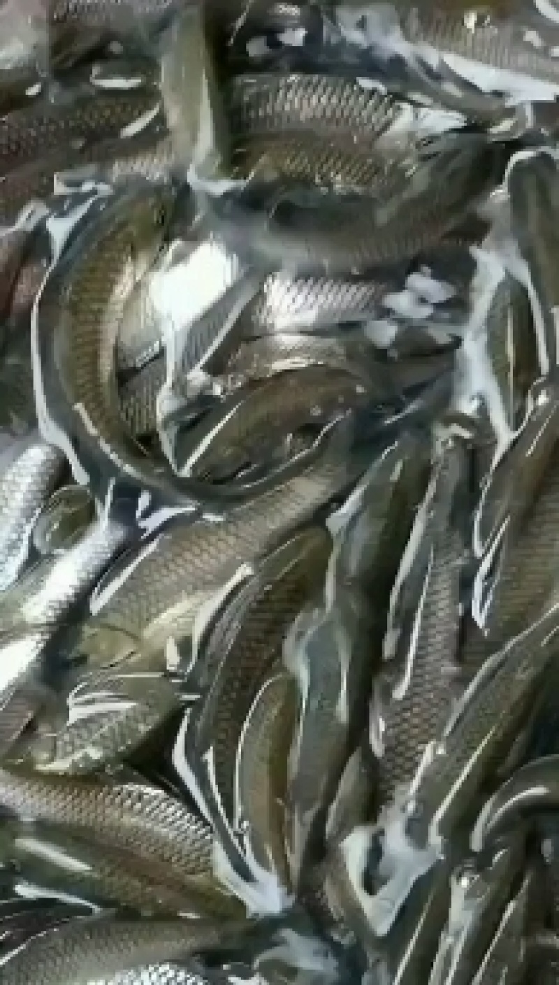 鱼