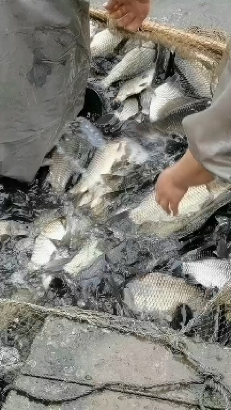 鱼