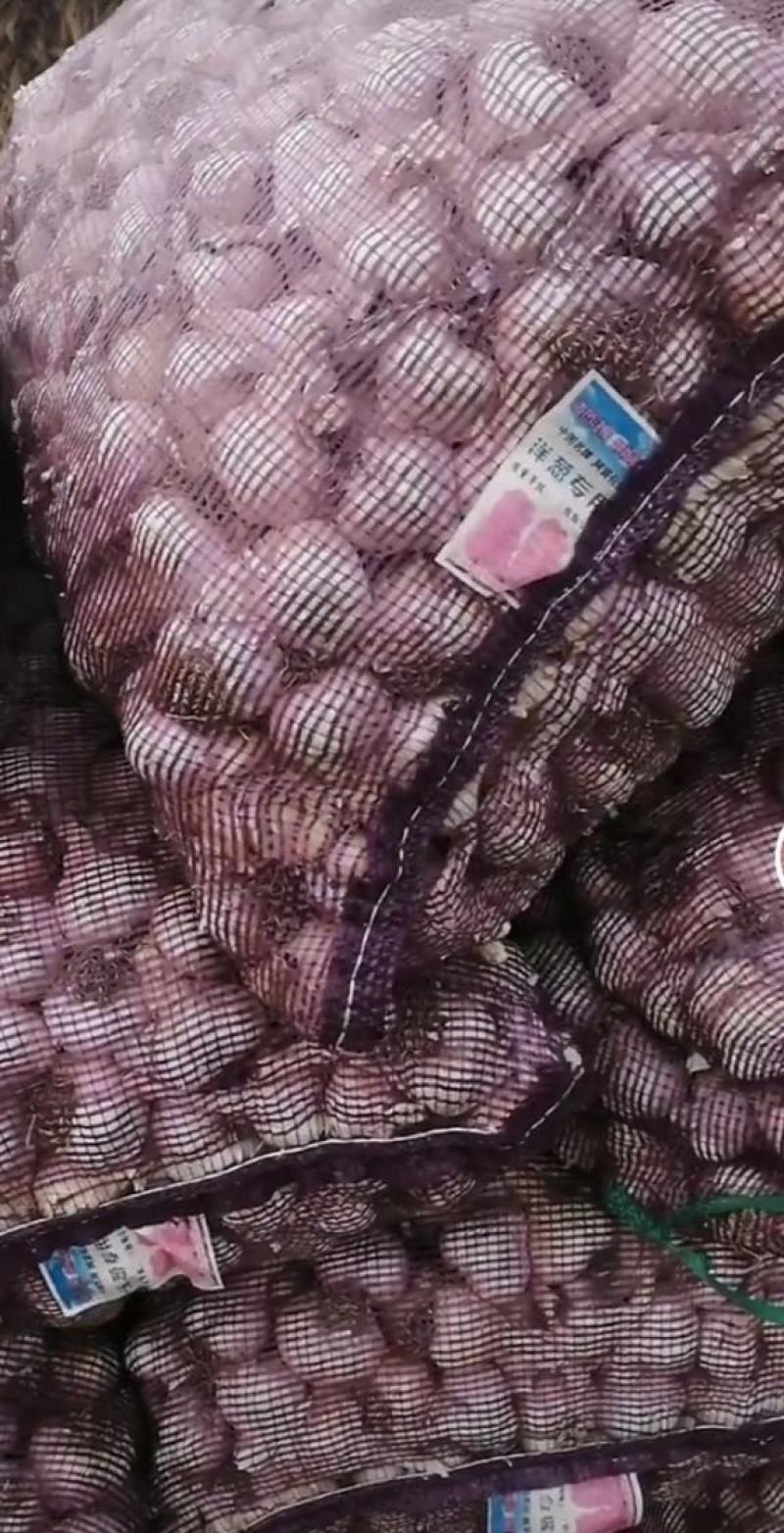 优质白皮蒜：质量好，量大有现货，耐储存，市场好(库存干蒜