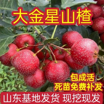 大金星山楂苗嫁接优质苗个头大南北方种植包成活包结果