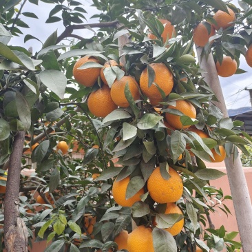 雅安石棉黄果柑已大量上市，无冻伤无干水，