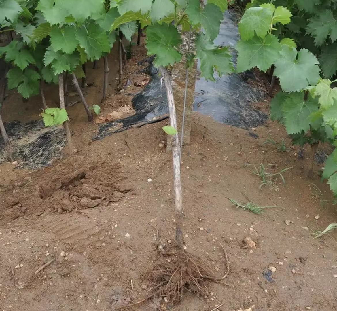 葡萄架式与修剪布局图