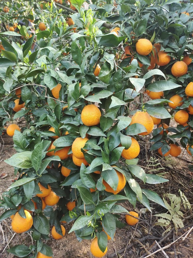 雅安石棉黄果柑已大量上市，无冻伤无干水，