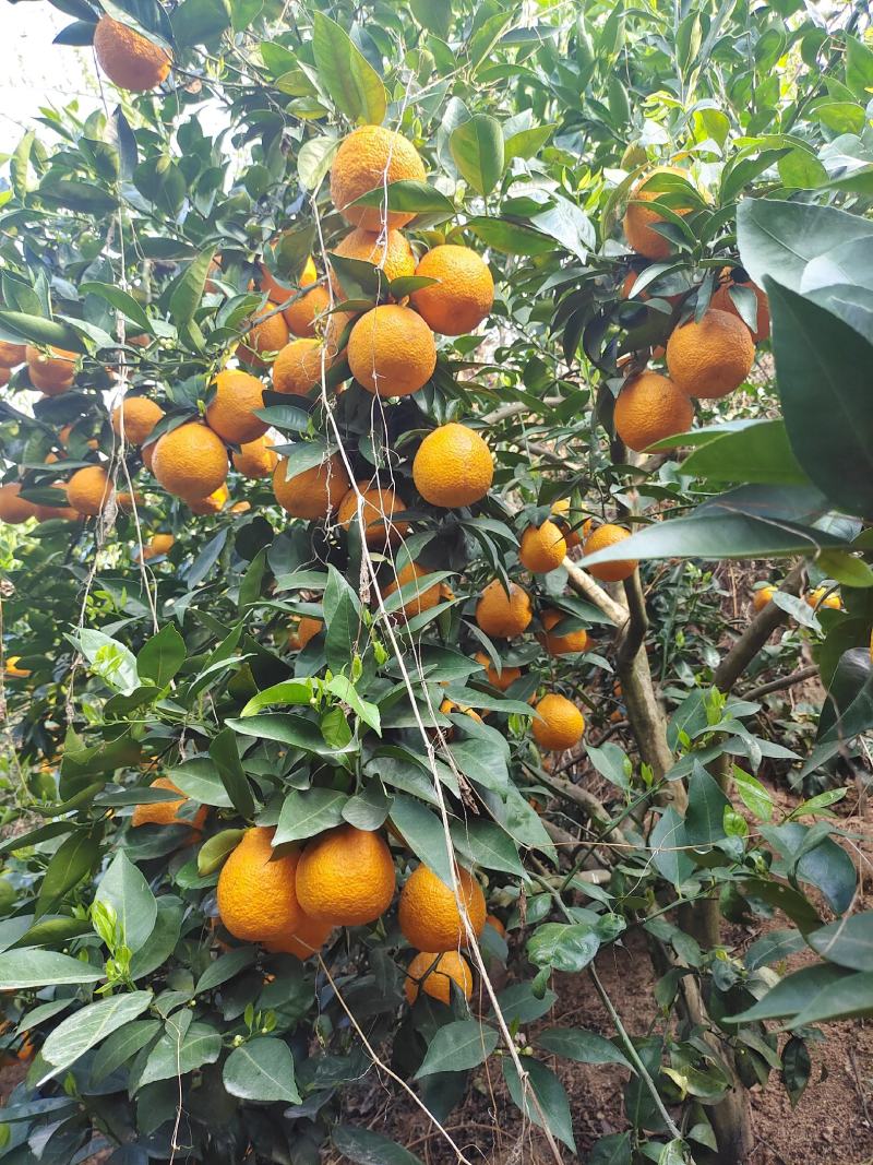 雅安石棉黄果柑已大量上市，无冻伤无干水，