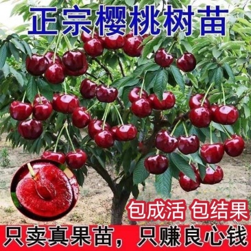 樱桃苗厘子正宗嫁接优质苗南北方种植现挖现发包成活包结果