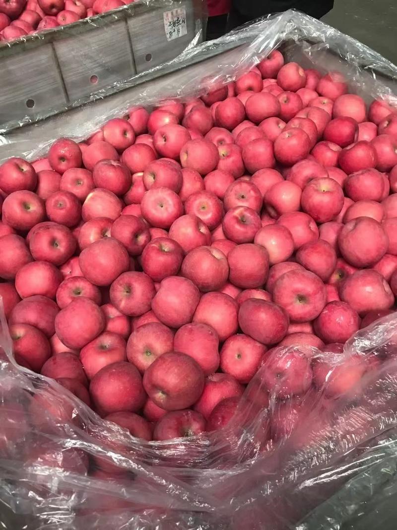 山东冷库红富士苹果大量出库，条纹片红批发货源充足