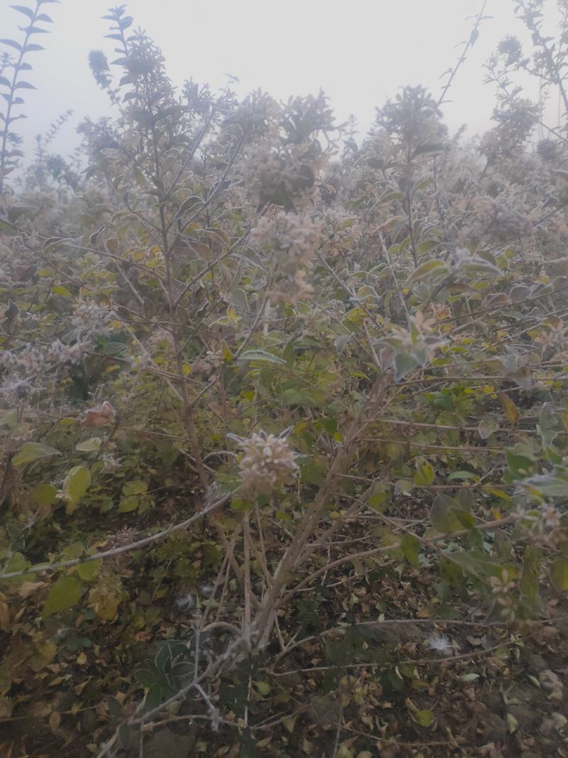 糯米条