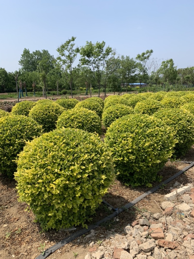 沭阳基地低价供应精品金叶女贞球量大尺寸足