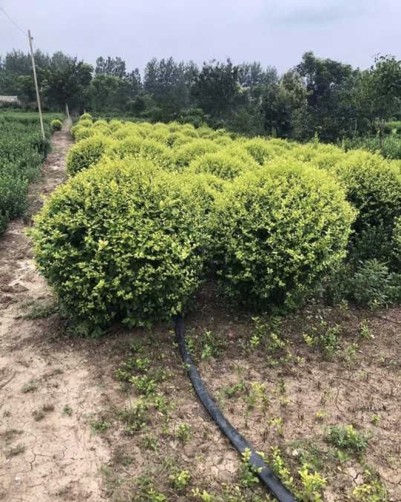 沭阳基地低价供应精品金叶女贞球量大尺寸足