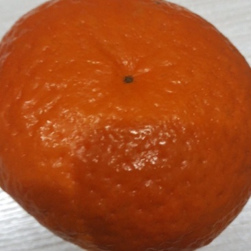 广西武鸣沃甘，沙糖桔