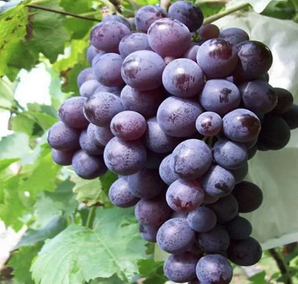 未成熟的巨峰葡萄果串