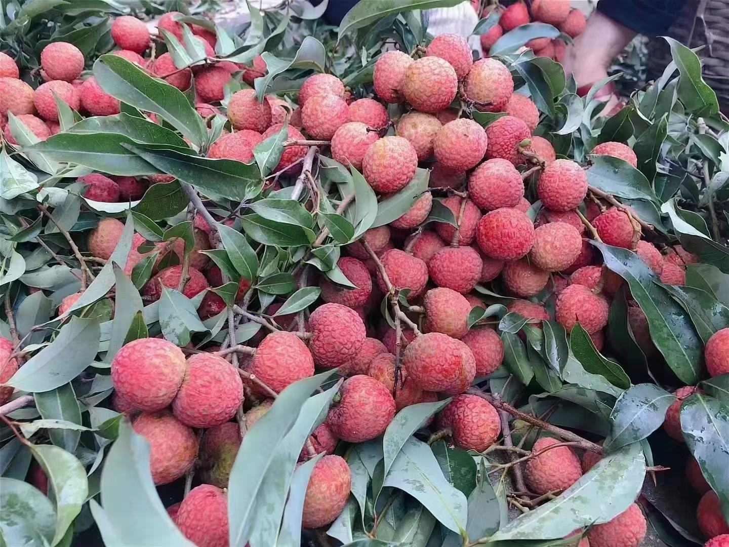 桂味荔枝果实特写