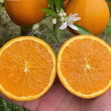 伦晚脐橙纯甜爆汁一手货源看园采果品质保证坏果包赔
