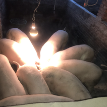 150斤农户养的猪瘦肉型屁股大体型短长太大三元后备母猪