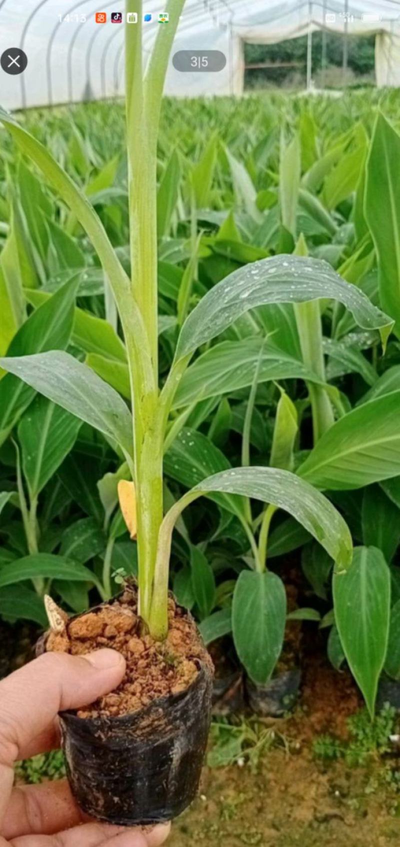 芭蕉苗