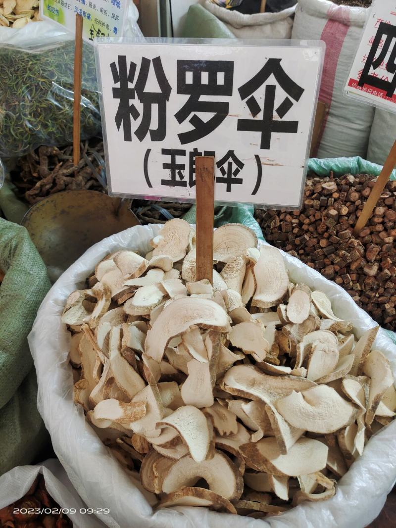 中药材粉罗伞，大罗伞，玉郎伞新货保证质量