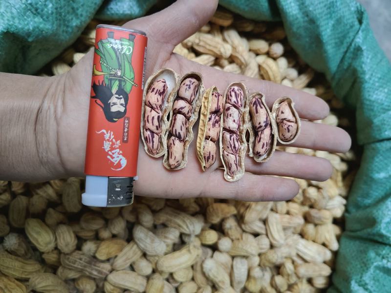 七彩花生带壳