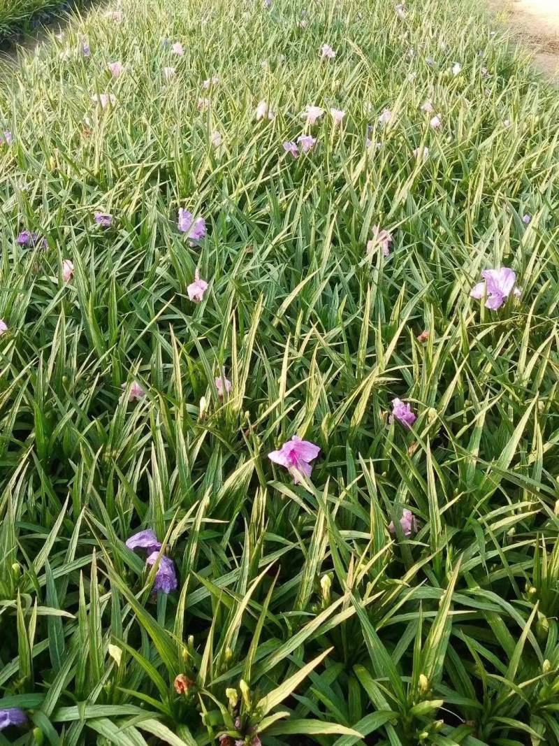 兰花莉蓝花莉