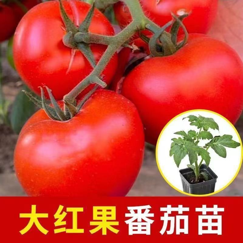 大红西红柿苗大红番茄苗直播苗嫁接苗免费技术指导包回收