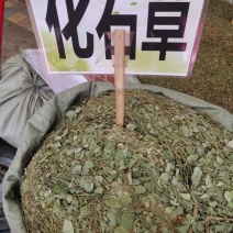 中药材化石草小叶金钱草新货保证质量