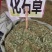 中药材化石草小叶金钱草新货保证质量