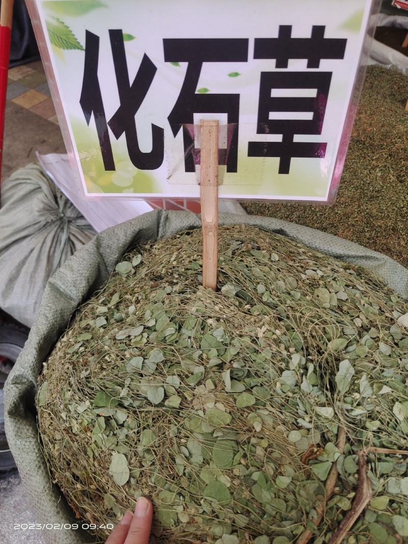 中药材化石草小叶金钱草新货保证质量