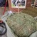 中药材化石草小叶金钱草新货保证质量