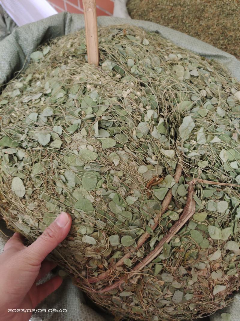 中药材化石草小叶金钱草新货保证质量