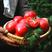 普罗旺斯西红柿苗普罗旺斯番茄苗西红柿苗嫁接苗免费技术指导
