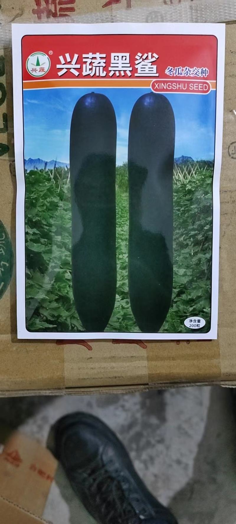 《兴蔬黑鲨》黑皮冬瓜种子个大品质好产量高欢迎致电咨询